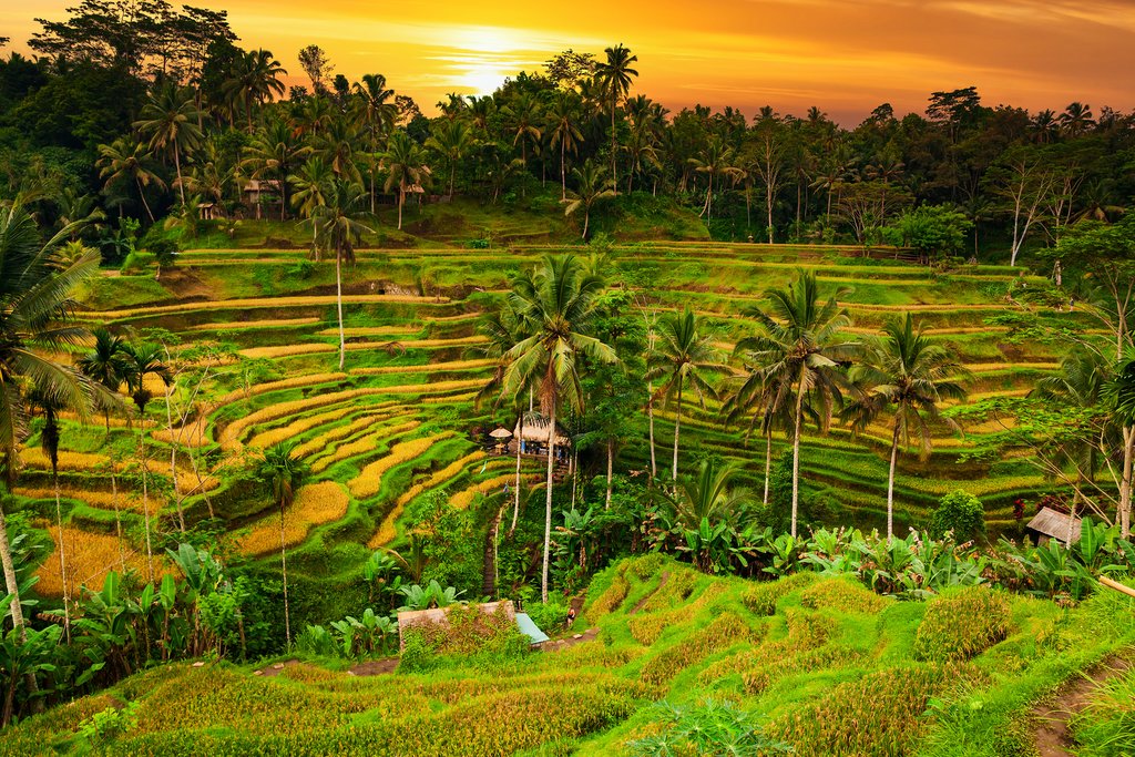 ubud rice terrace