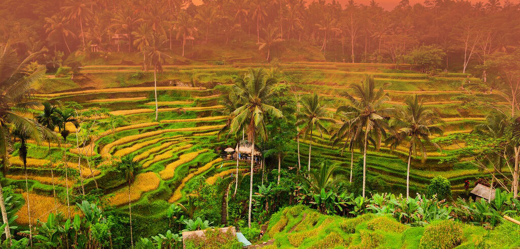 Ubud rice terrace