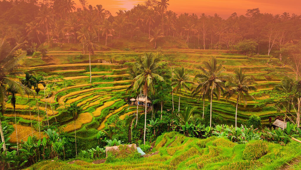 Ubud rice terrace