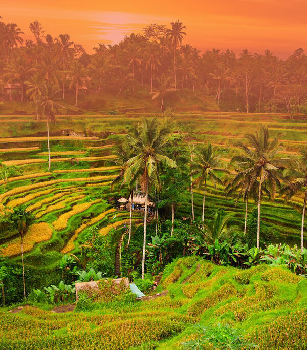 Ubud rice terrace