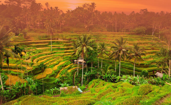 Ubud rice terrace