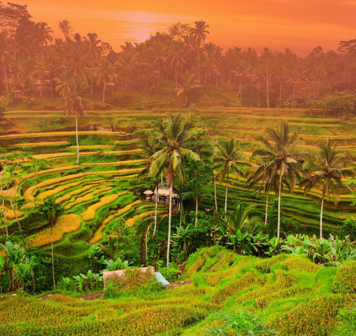 Ubud rice terrace