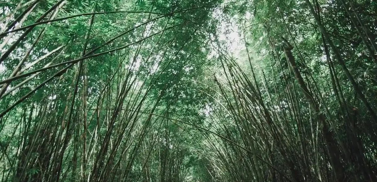 Hidden Gems In Bali