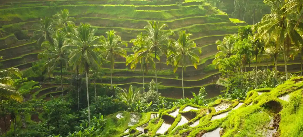 Top Attraction in bali