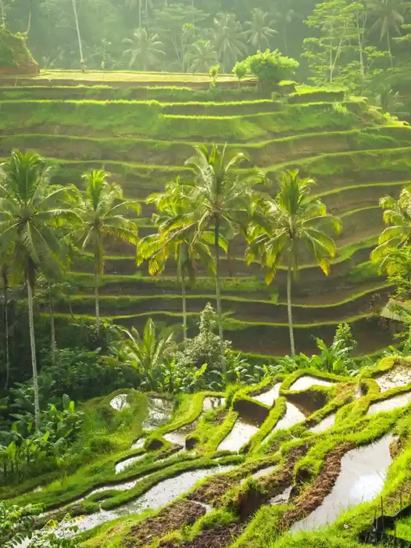 Top Attraction in bali
