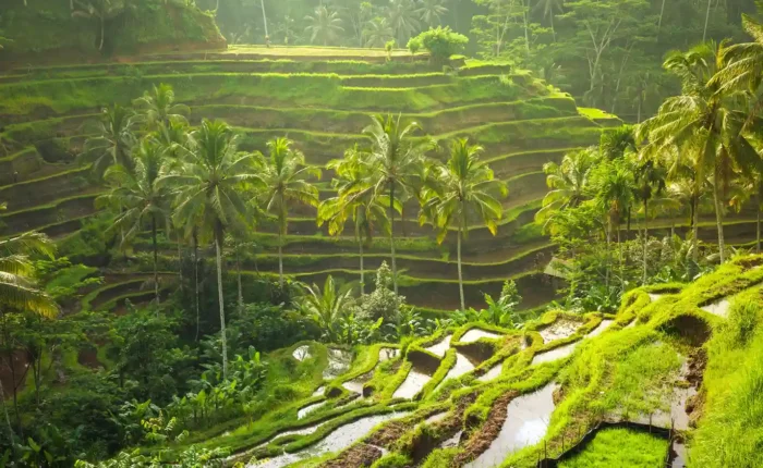 Top Attraction in bali