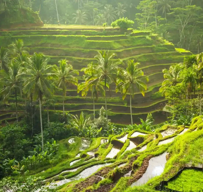 Top Attraction in bali