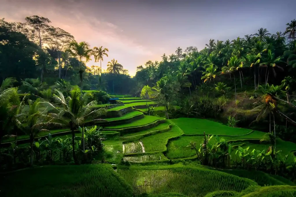 Best Viewpoints in Ubud