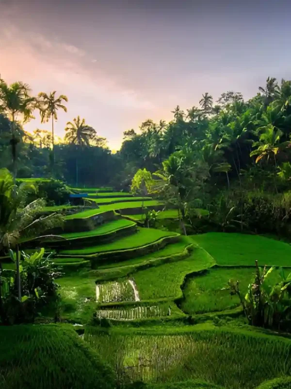 Best Viewpoints in Ubud