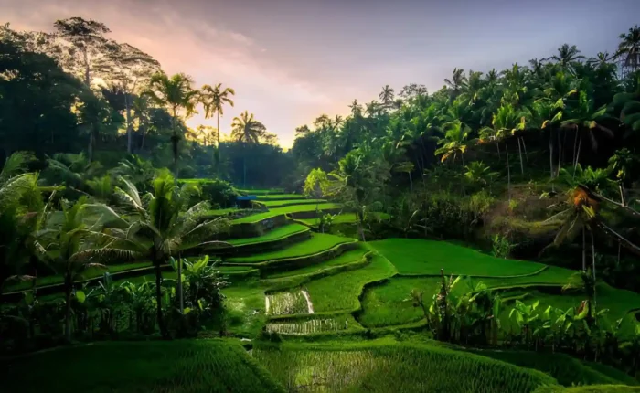 Best Viewpoints in Ubud