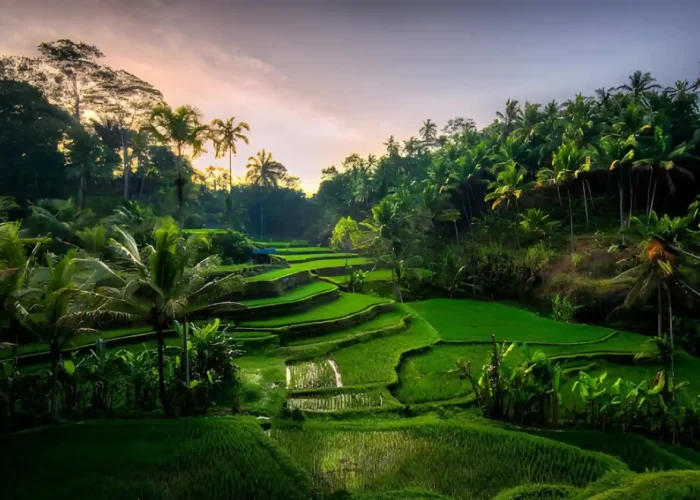 Best Viewpoints in Ubud