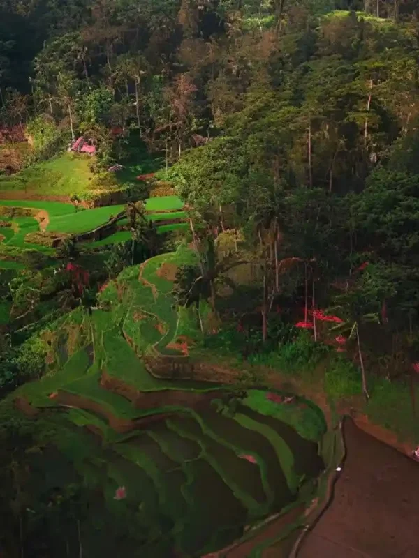 Hidden Gems in Ubud for non touristy places