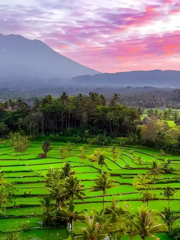 Sidemen Rice terrace