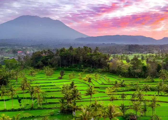Sidemen Rice terrace