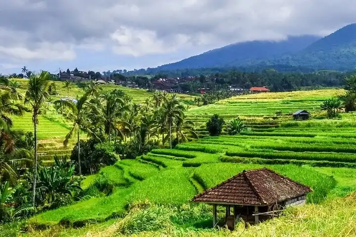 Subak Juwuk Manis Rice Fields