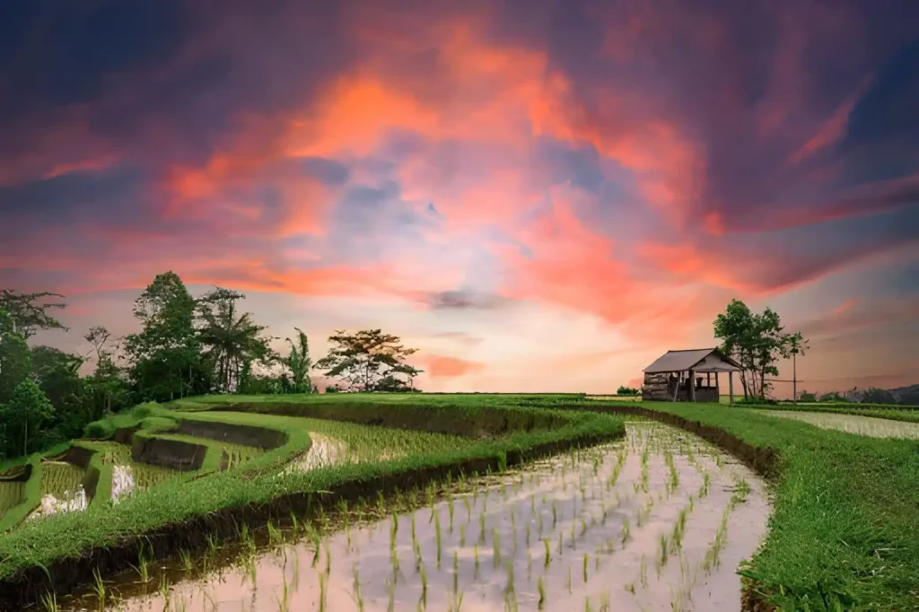 Tegalalang Rice Terraces Sunset