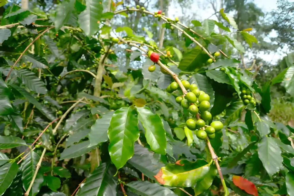Bali Coffe Farm