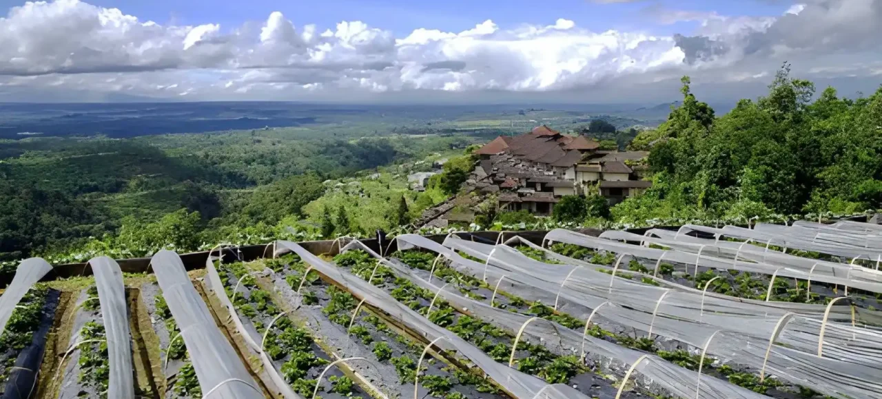 Bedugul Strawberry Farm