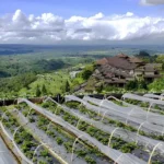 Bedugul Strawberry Farm Bedugul Strawberry Farm