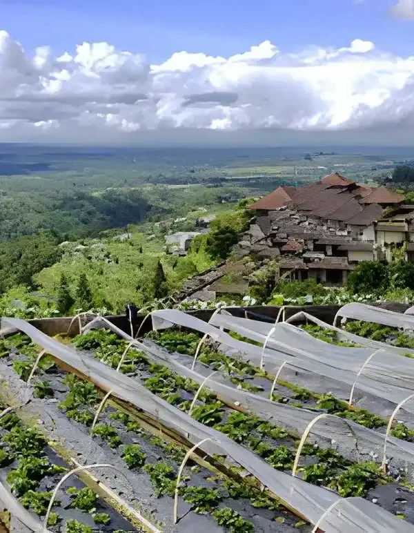 Bedugul Strawberry Farm