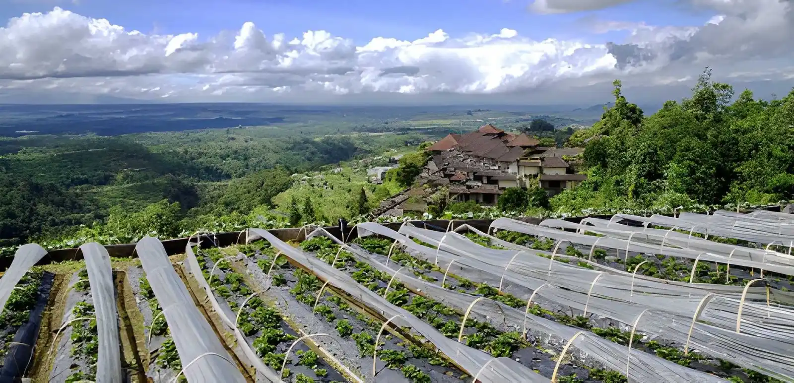 Bedugul Strawberry Farm