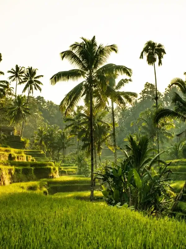 Tegallalang Rice Terrace Complete Guide to Bali's Iconic Rice Fields