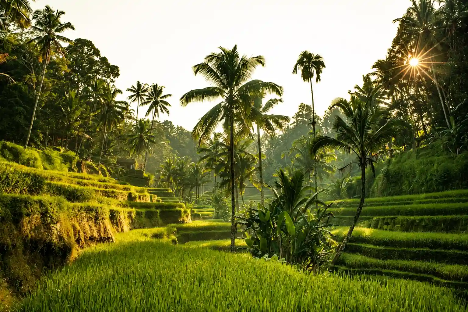 Tegallalang Rice Terrace Complete Guide to Bali's Iconic Rice Fields