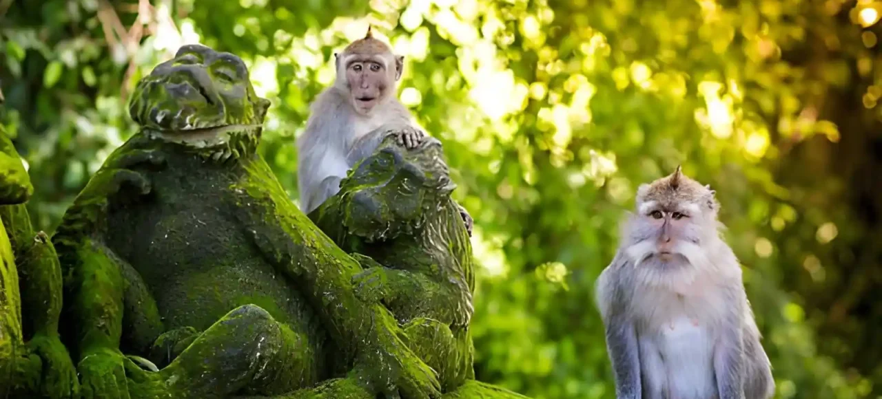 Ubud Monkey Forest Monkeys, Sacred Temples & Visitor Guide