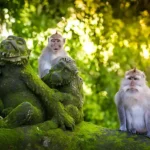 Ubud Monkey Forest Monkeys, Sacred Temples & Visitor Guide Ubud Monkey Forest Monkeys, Sacred Temples & Visitor Guide