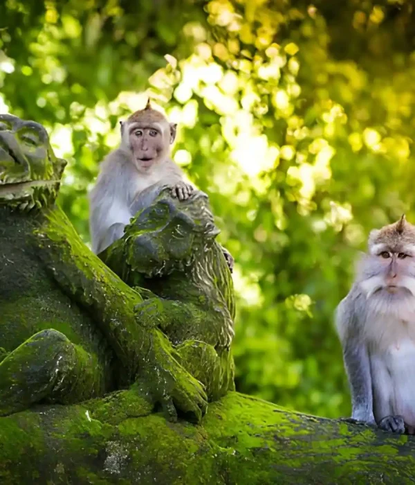 Ubud Monkey Forest Monkeys, Sacred Temples & Visitor Guide Ubud Monkey Forest Monkeys, Sacred Temples & Visitor Guide