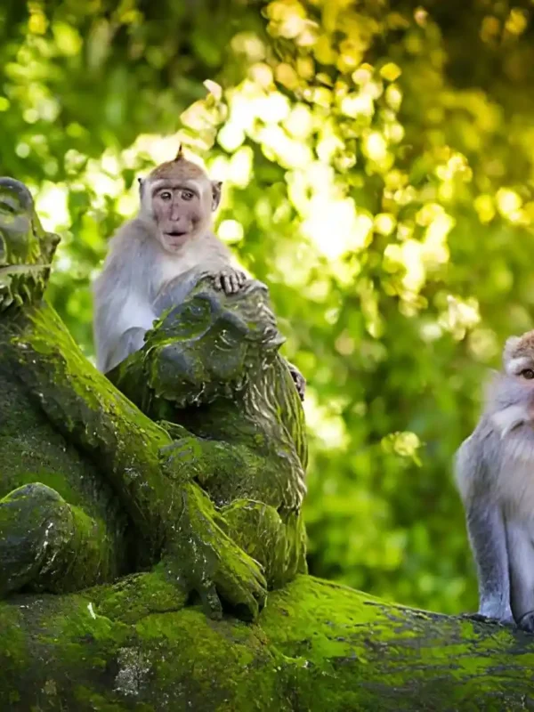 Ubud Monkey Forest Monkeys, Sacred Temples & Visitor Guide