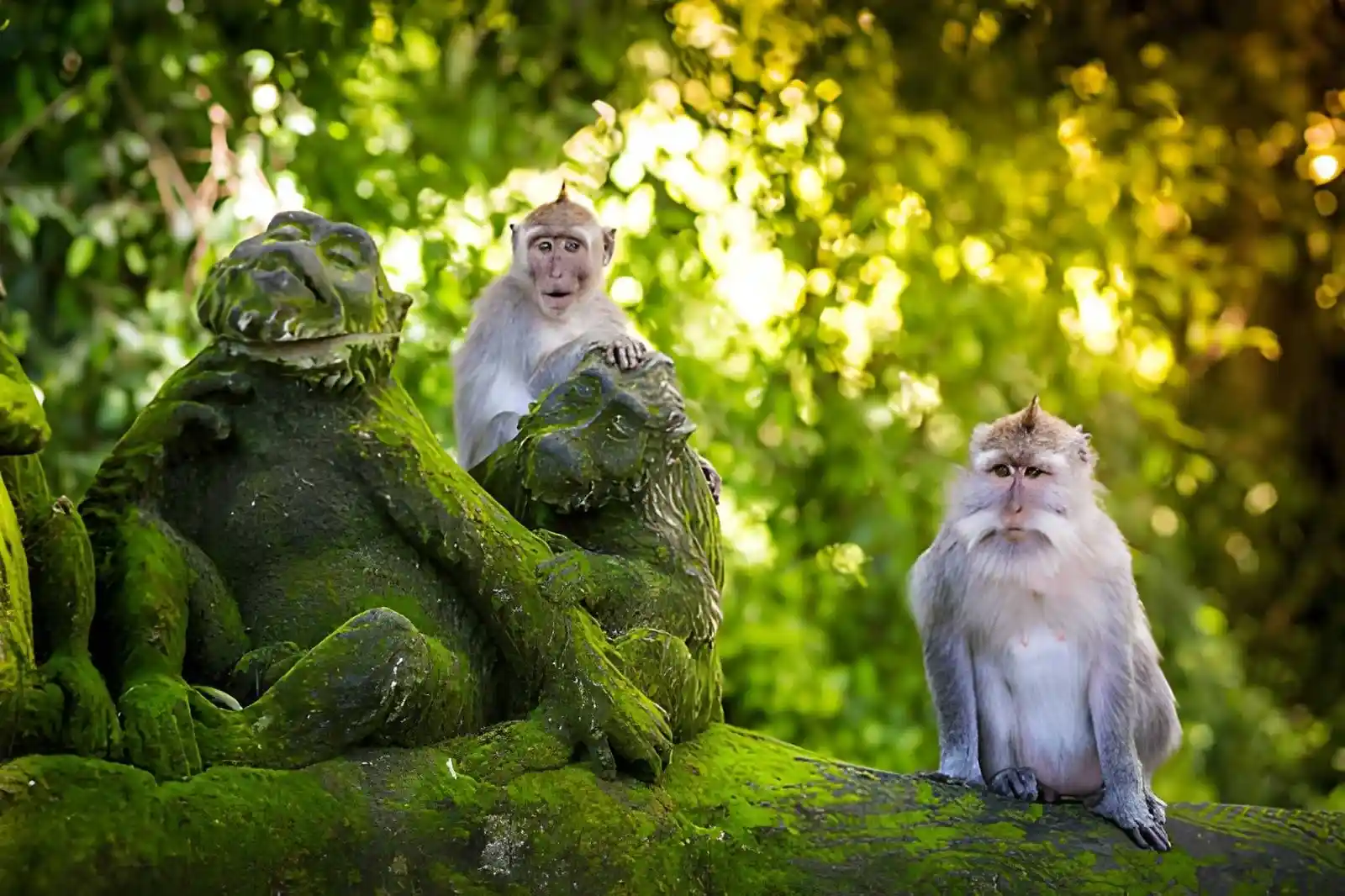 Ubud Monkey Forest Monkeys, Sacred Temples & Visitor Guide
