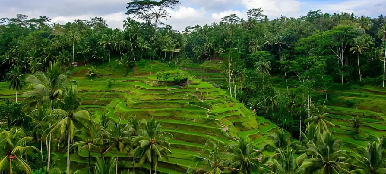 Ubud or Uluwatu Which Is Better for Your Bali Vacation