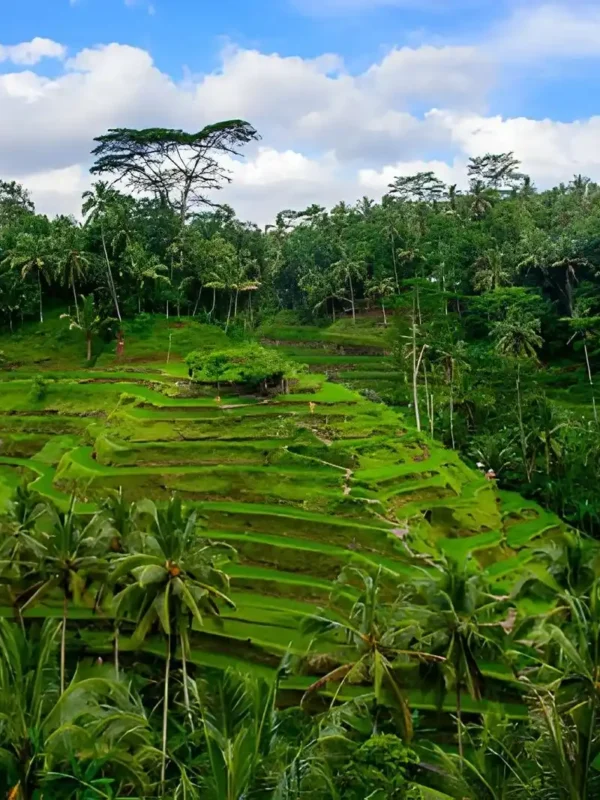Ubud or Uluwatu Which Is Better for Your Bali Vacation
