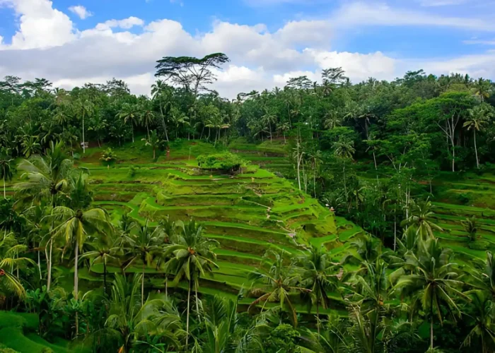 Ubud or Uluwatu Which Is Better for Your Bali Vacation