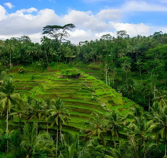 Ubud or Uluwatu Which Is Better for Your Bali Vacation