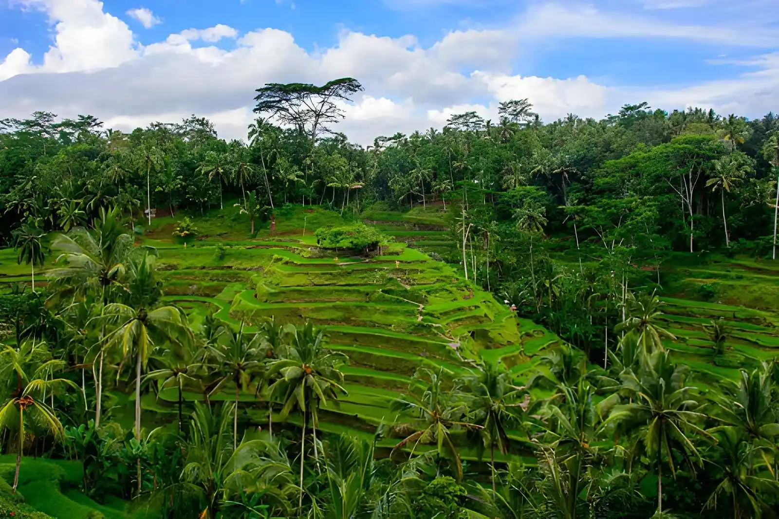 Ubud or Uluwatu Which Is Better for Your Bali Vacation