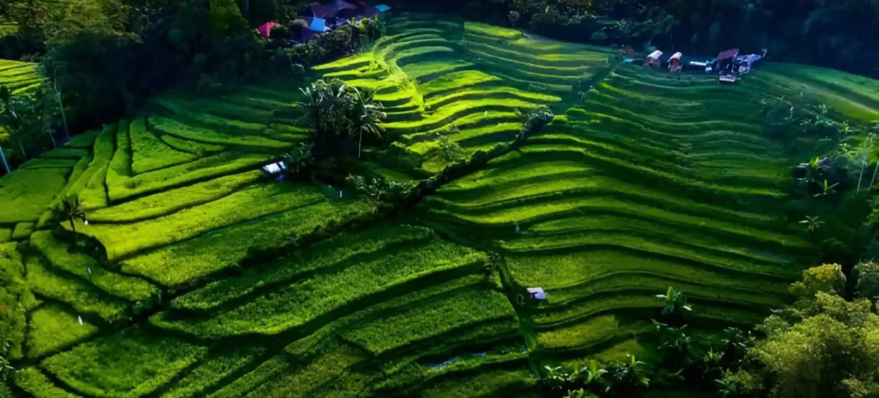 Ultimate Guide To Jatiluwih Rice Terraces Bali’s UNESCO Heritage Landscape