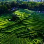 Ultimate Guide To Jatiluwih Rice Terraces Bali’s UNESCO Heritage Landscape