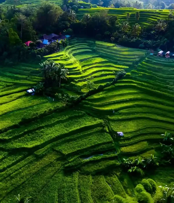 Ultimate Guide To Jatiluwih Rice Terraces Bali’s UNESCO Heritage Landscape Ultimate Guide To Jatiluwih Rice Terraces Bali’s UNESCO Heritage Landscape