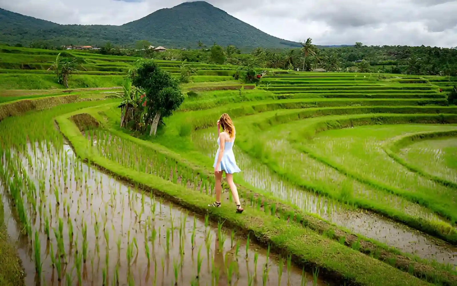 Woman Walking on Incredible Jatiluwih Rice Terrace in Bali